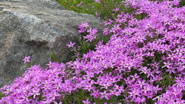 Pink creeping phlox growing on a slope and around a large rock