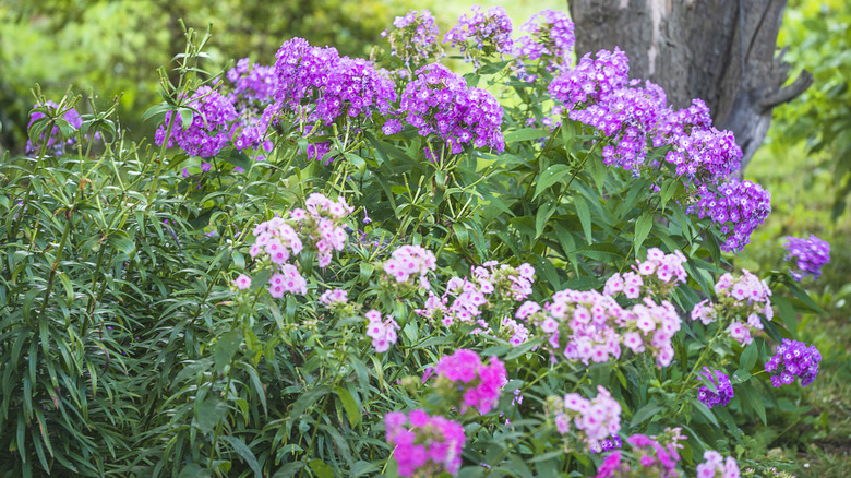 Multiple shades of pink and purple garden phlox growing together