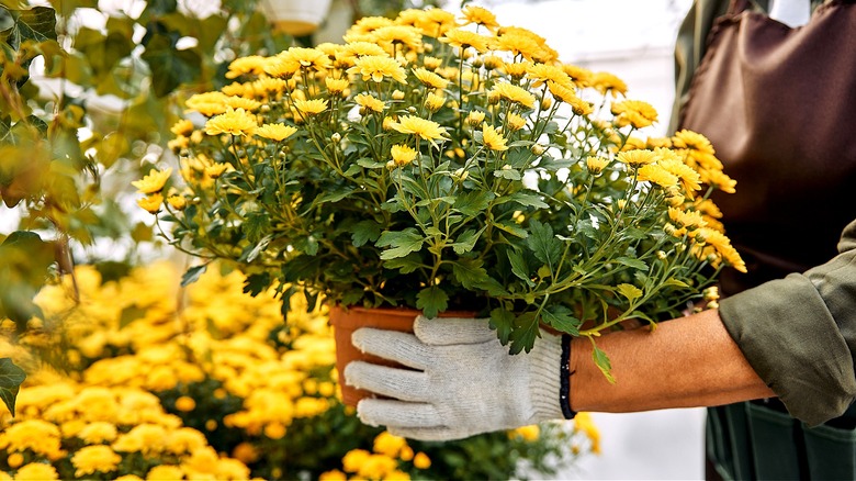 Close-up of a person's gloved hands holding a pot of yellow chrysanthemums
