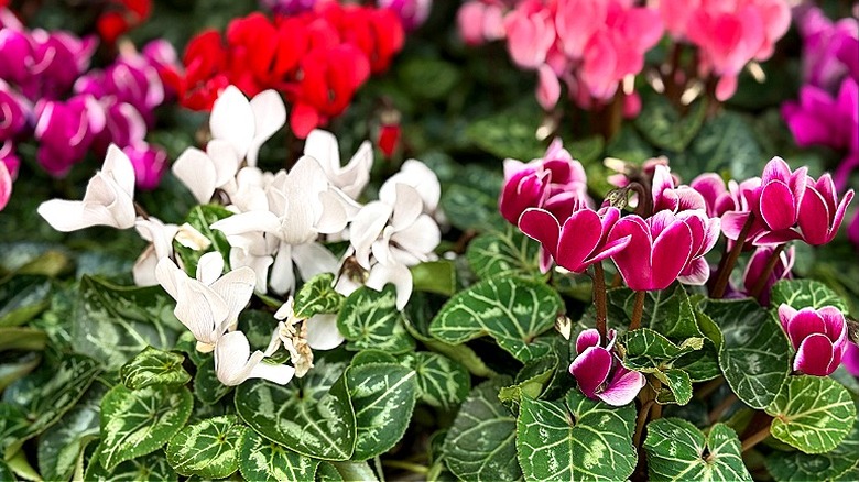 Masses of red, pink, and white cyclamen in bloom