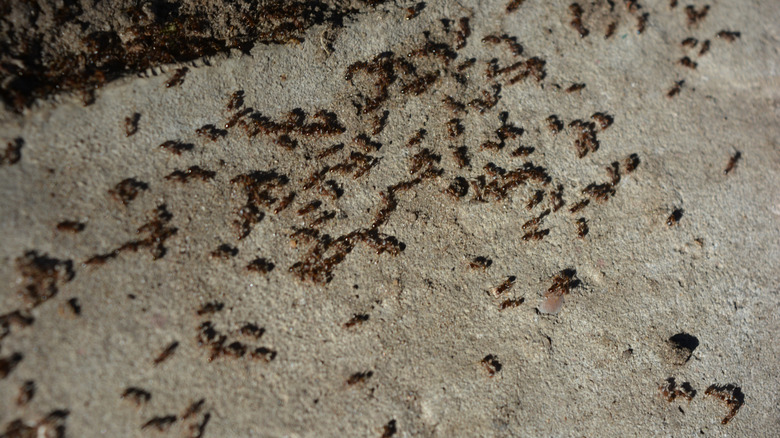 many ants swarming concrete foundation