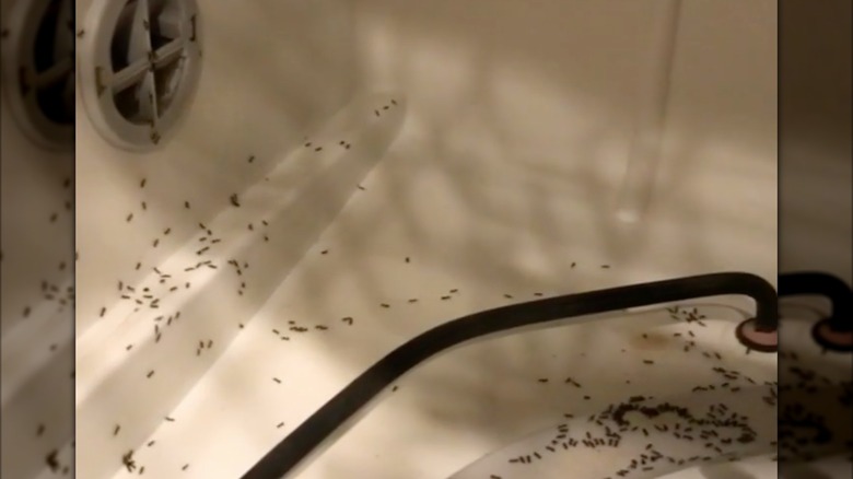 many ants nesting and swarming in a dishwasher