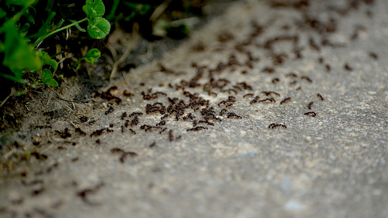 trail of small ants on pavement outside