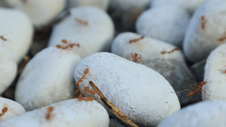 ants climbing over white landscaping rocks