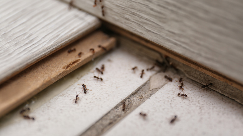 many ants under and around gray wood floorboards