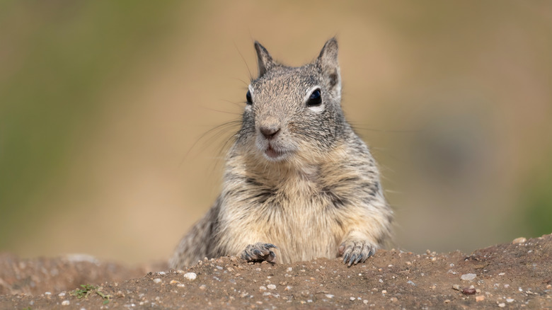 A squirrel close up