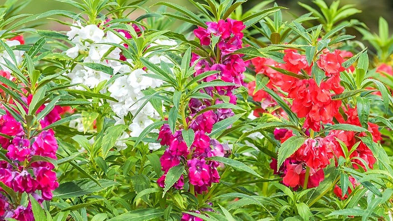 A group of white, fucshia, and red impatiens balsamina growing