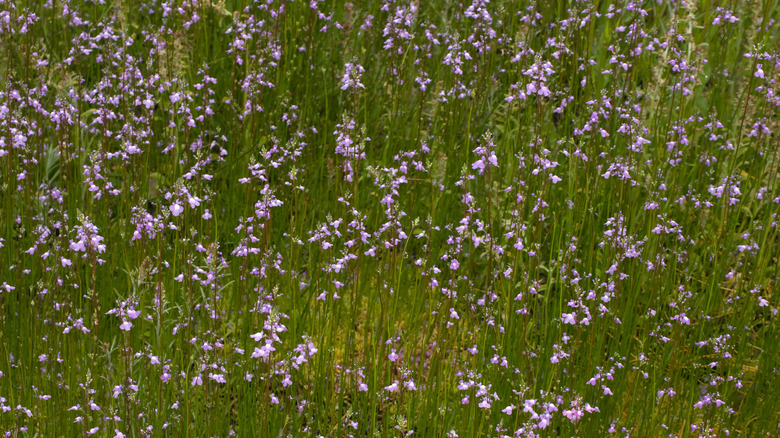 Canadian toadflax in bloom