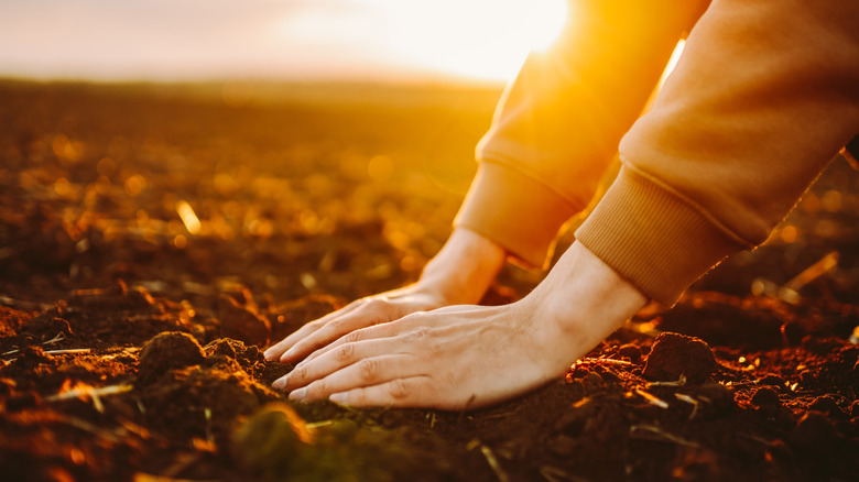 person planting seeds by hand