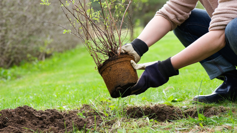 A person kneels to plant a bush in their garden.