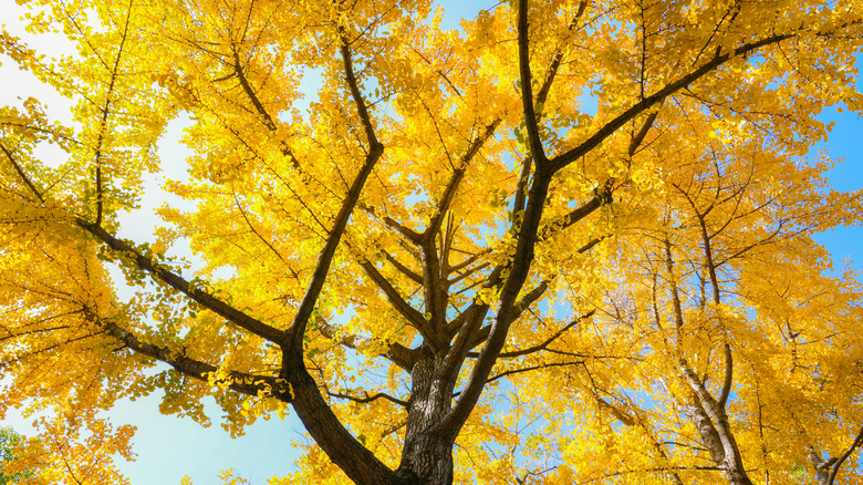 Upward perspective big ginkgo tree with dense golden foliage, bright yellow ginkgo leaves and clear blue sky autumn background