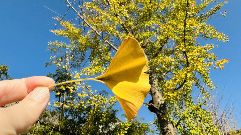 Hand holding a vibrant yellow ginkgo leaf against an autumn tree and blue sky