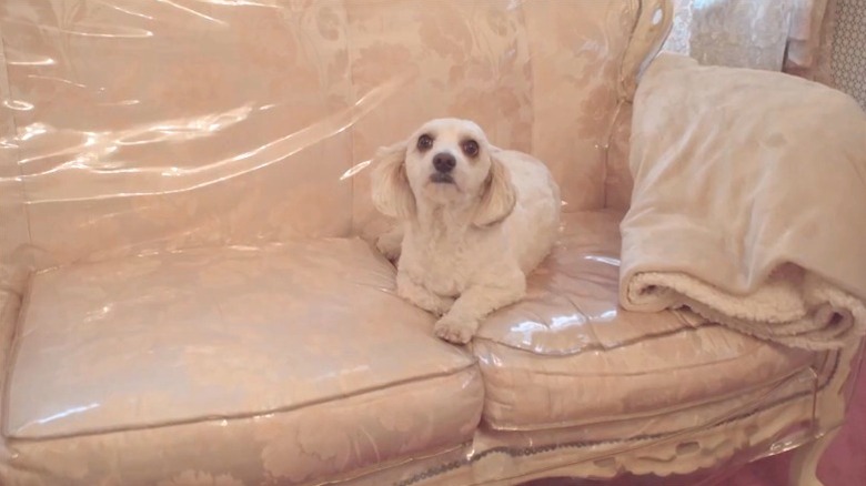 Dog sitting on a vintage sofa with plastic slipcover
