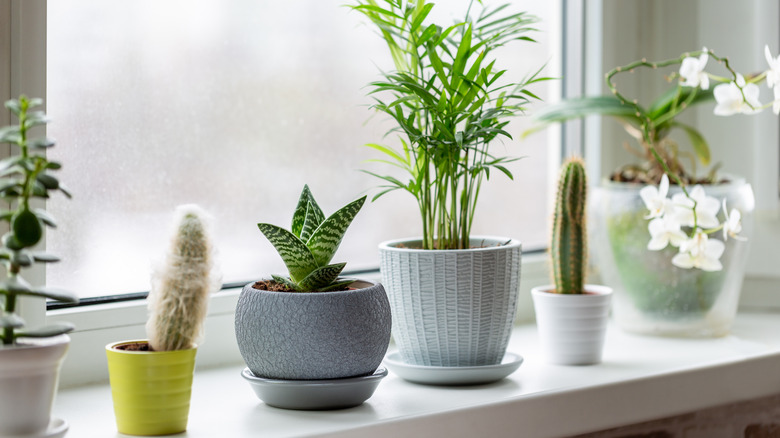 Potted houseplants on a window sill