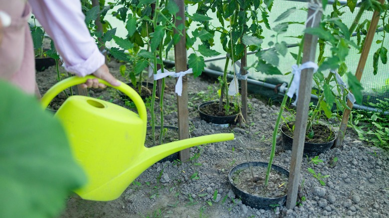 Watering tomato plants with comfrey tea