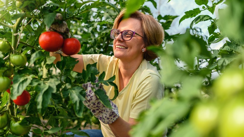 Woman picking ripe tomatoes in the greenhouse