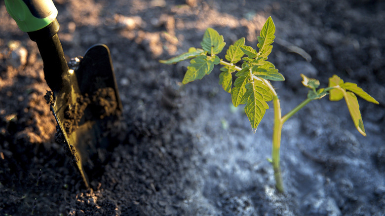 Fertilizing tomato plants
