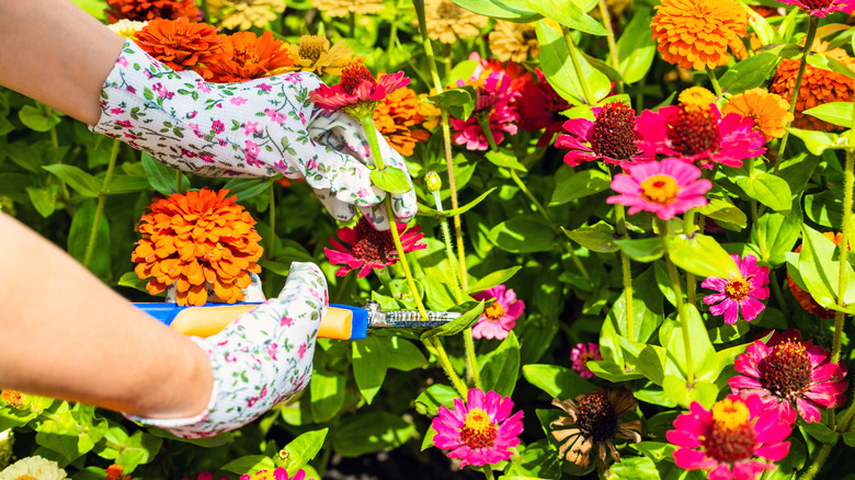 Gloved hands cutting zinnia flowers