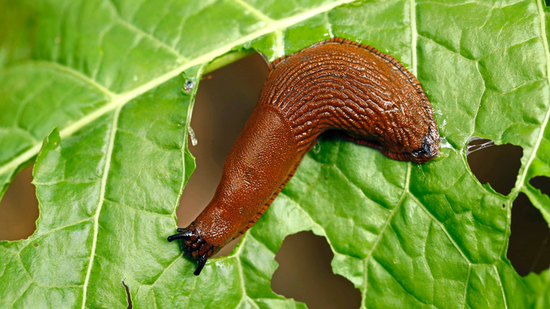 Close-up of a slug eating a leaf