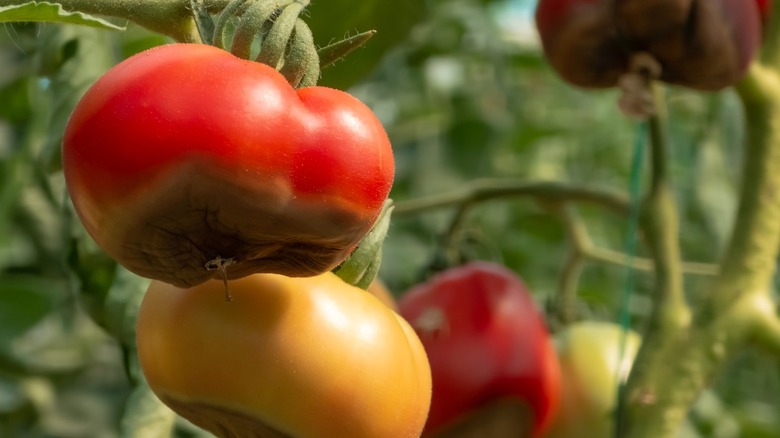 A hanging tomato fruit shows signs of blossom end rot.