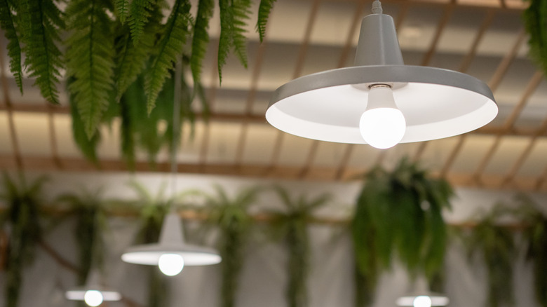 Grey and white metal light fixtures hanging from a ceiling with hanging plants in the background