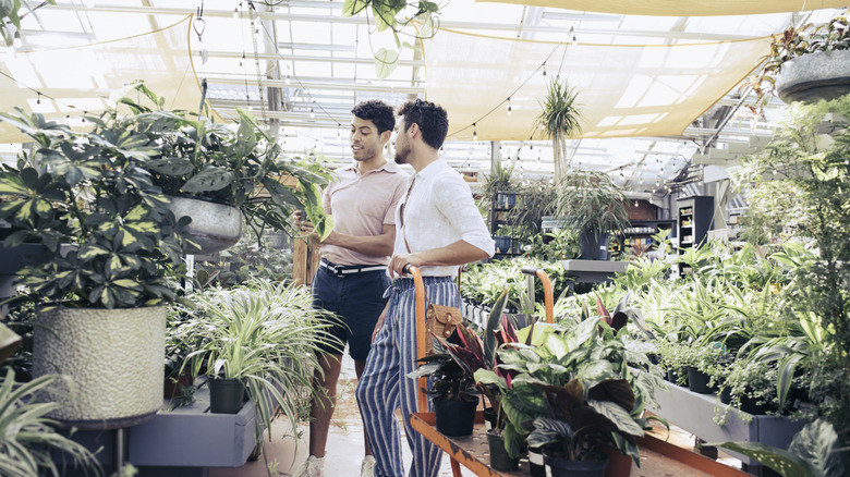 Two young men look at plants inside a nursery greenhouse