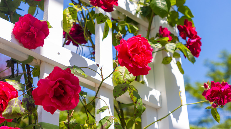 Roses growing and blooming on a bright white wooden trellis