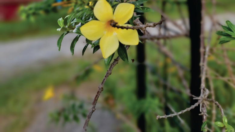 Bright yellow flowers hanging from a black metallic trellis in the background
