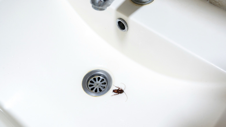 A roach on its back in a bathroom sink near the drain.