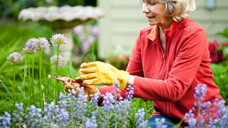 woman planting blue flowers