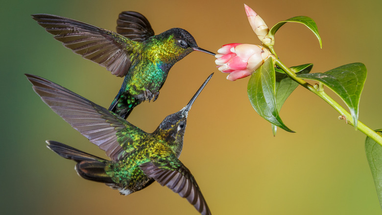 Two luminous hummingbirds surround the pink bud of a flower blooming