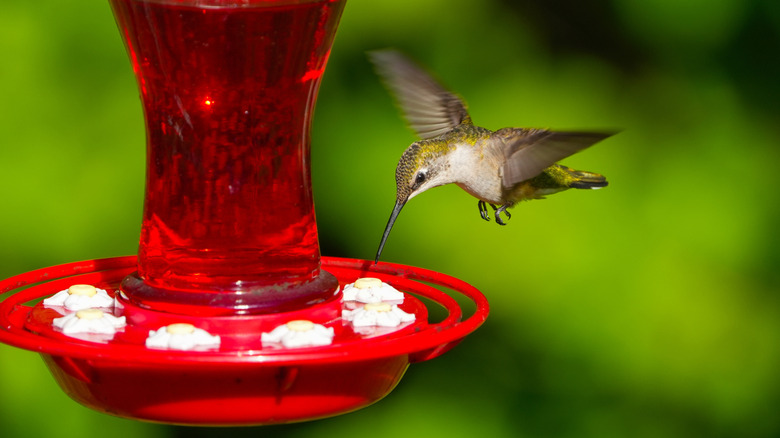 A ruby-throated hummingbird encounters the alluring nectar of a bird feeder