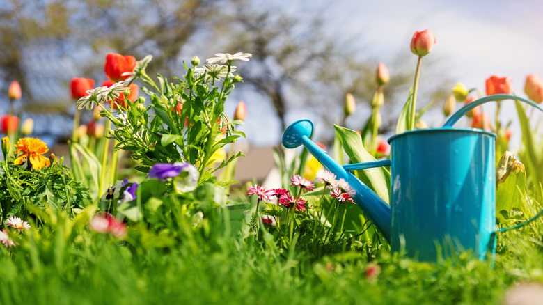 Blue watering can, flower garden