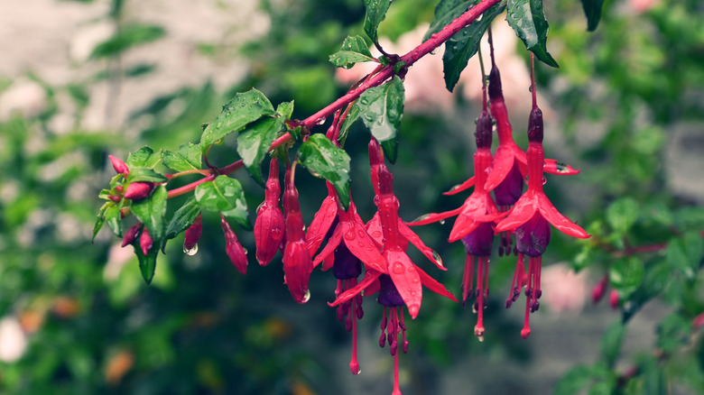 Hanging hardy fuchsia outside dripping with water