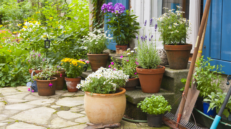 Assortment of various flowers potted on a stone patio