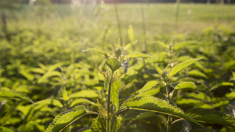 stinging nettles in a field