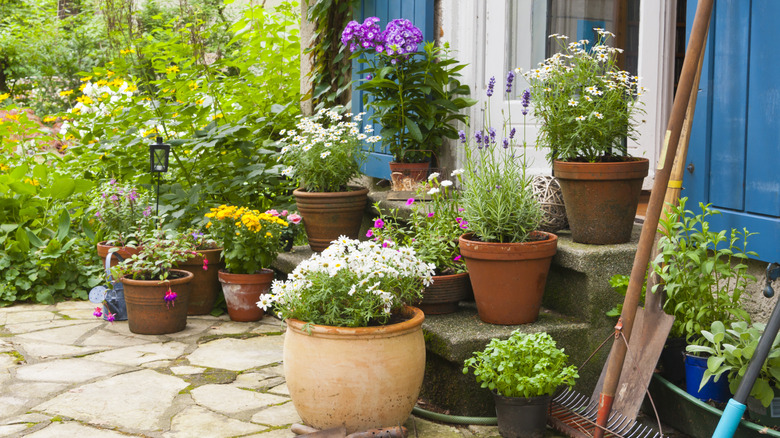 Assorted plant pots outdoors