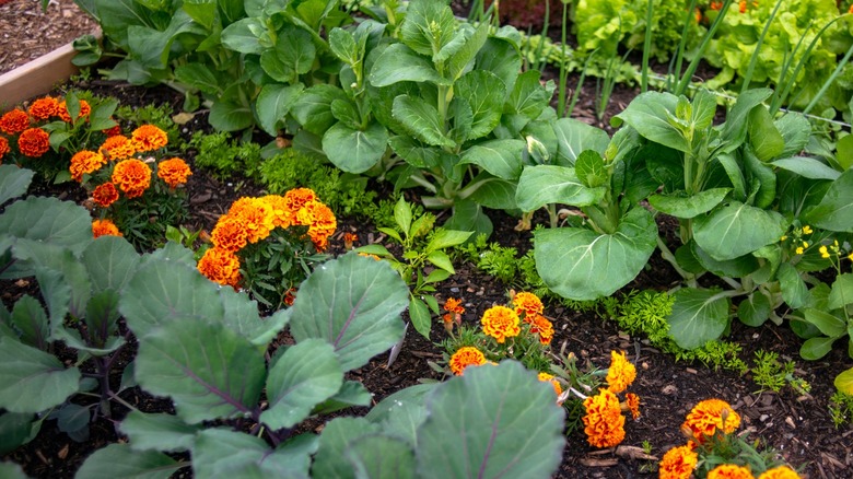 Marigolds planted in vegetable garden 