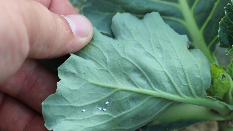Close-up of whiteflies on leaves