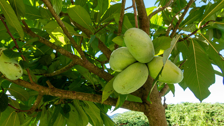 A pawpaw tree has fruit ready for picking.