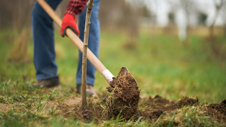 A gardener plants a tree in a grassy area.