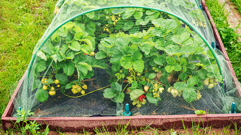 Raised garden bed with mesh netting.