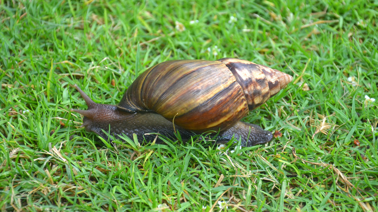A giant African snail on lawn