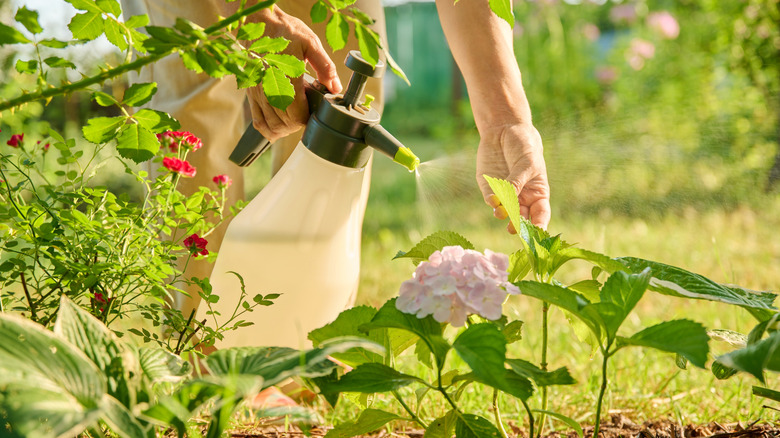 A close-up snap of gardener hands holding sprayer while spraying hydrangea plants in a garden.