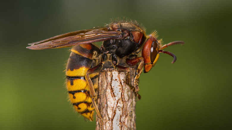close up of hornet
