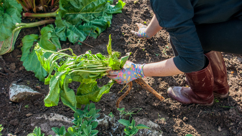 Someone in brown rubber boots holding a handful of horseradish freshly picked from the soil