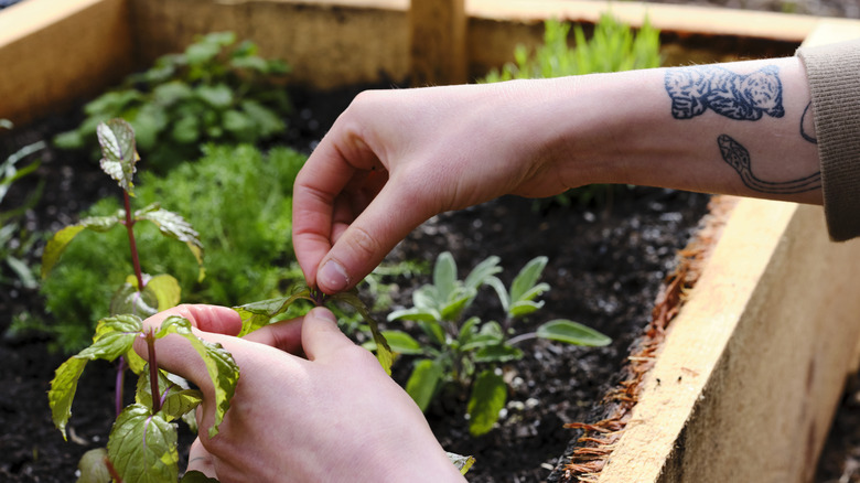 A woman with a tattoo of a tiger on her wrist tends to an herb garden in a raised bed