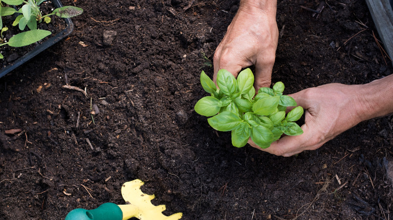 A person planting a basil plant in the ground