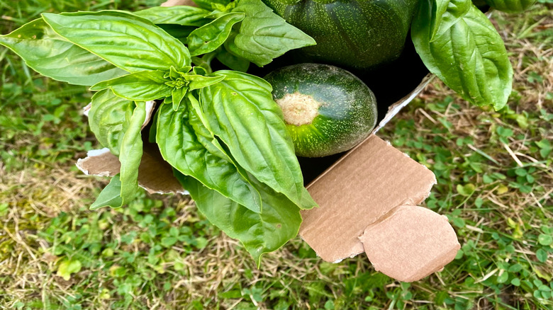 Zucchini and a bunch of basil