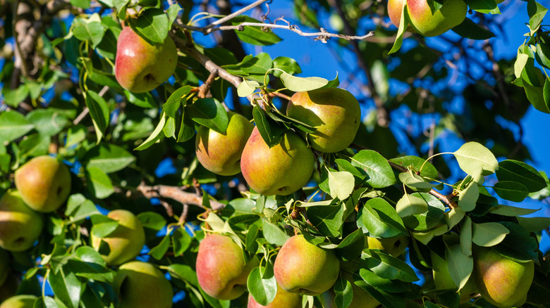 Pear tree against blue sky